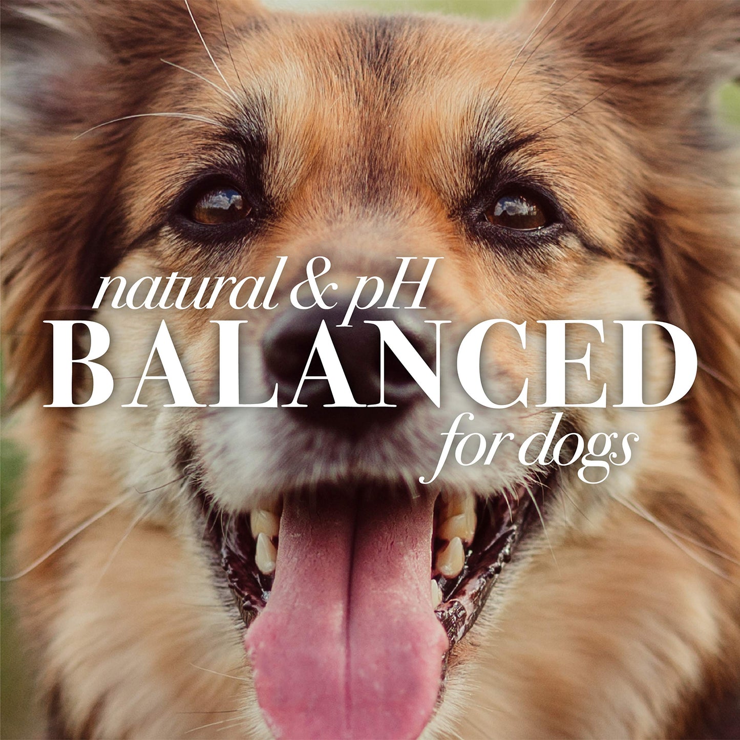 Burt's Bees FFP7488AMZ3 for Dogs Multipurpose Grooming Wipes, Pack of 3 | Best Wet Grooming Wipes for All Dogs and Puppies