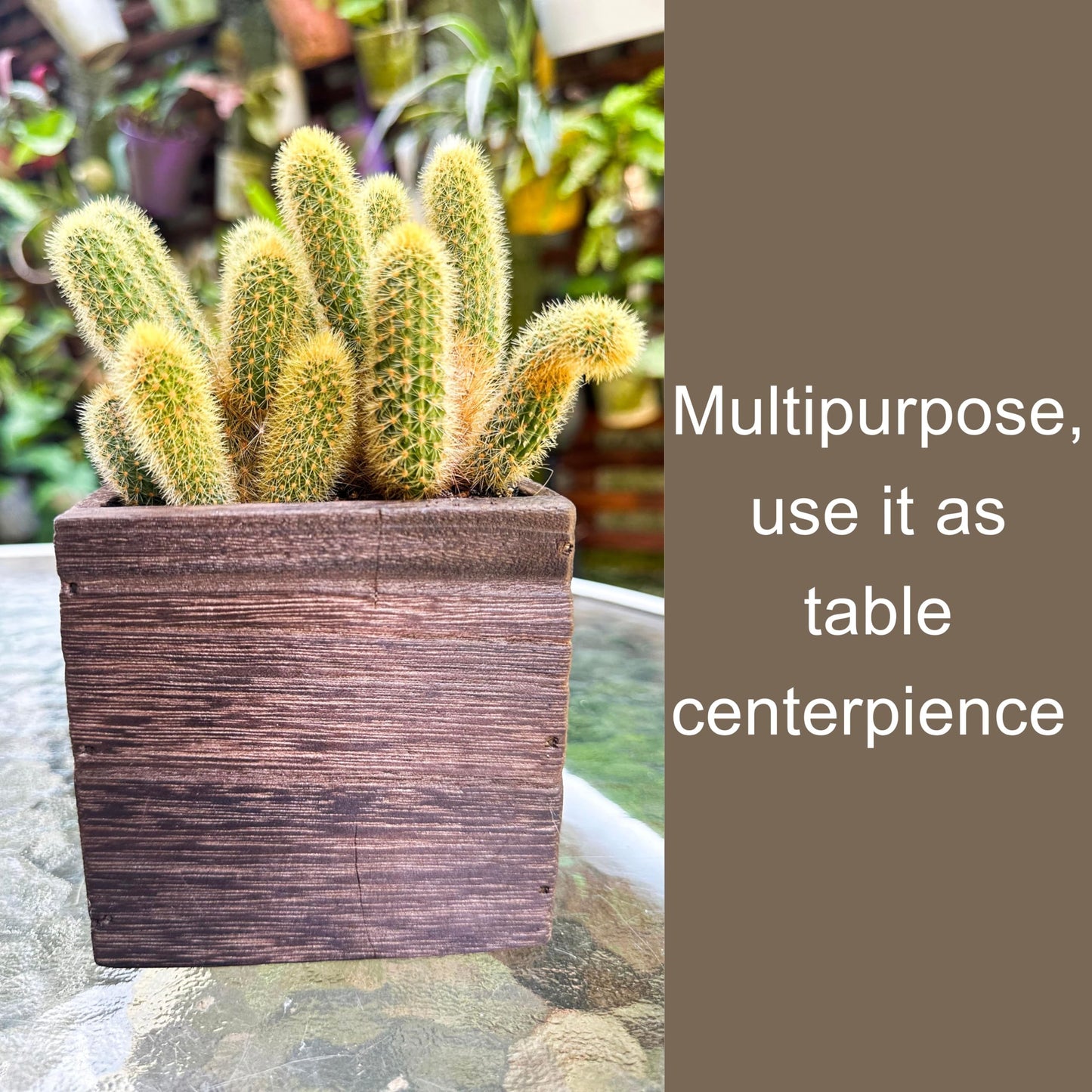 LaLaGreen Wood Planter Box for Plants (4x4 Inch, 6 Pack) Small Square Wooden Wall Planters for Indoor Plant, Hanging Window Flower Boxes Herb Planter Table Centerpiece Modern Home Garden Office Decor