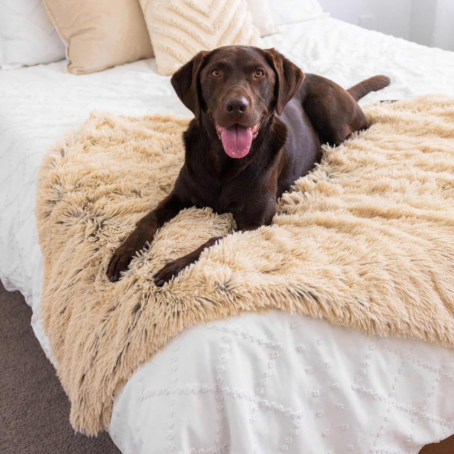 Best Friends by Sheri Calming Shag Dog Blanket, Taupe, 40" x 50"