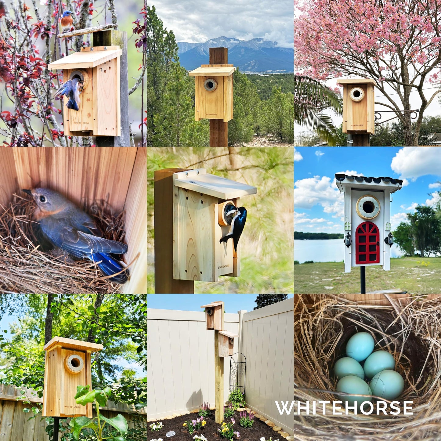 WHITEHORSE Premium Bluebird House - A Bird House Built to NABS Specs - Nestbox for Various Songbird Species - Cedar Bluebird Box House - Weatherproof Bird Houses for Outdoors