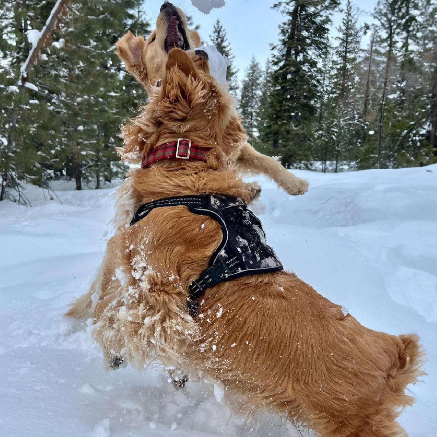 Best Pet Supplies Voyager Dog Harness Dual Leash Attachment No-Pull Control Adjustable Soft but Strong Pet Harness for Medium and Large Dogs with 3M Reflective Technology - Black, M (Chest: 20 - 25"), 211-BK-M