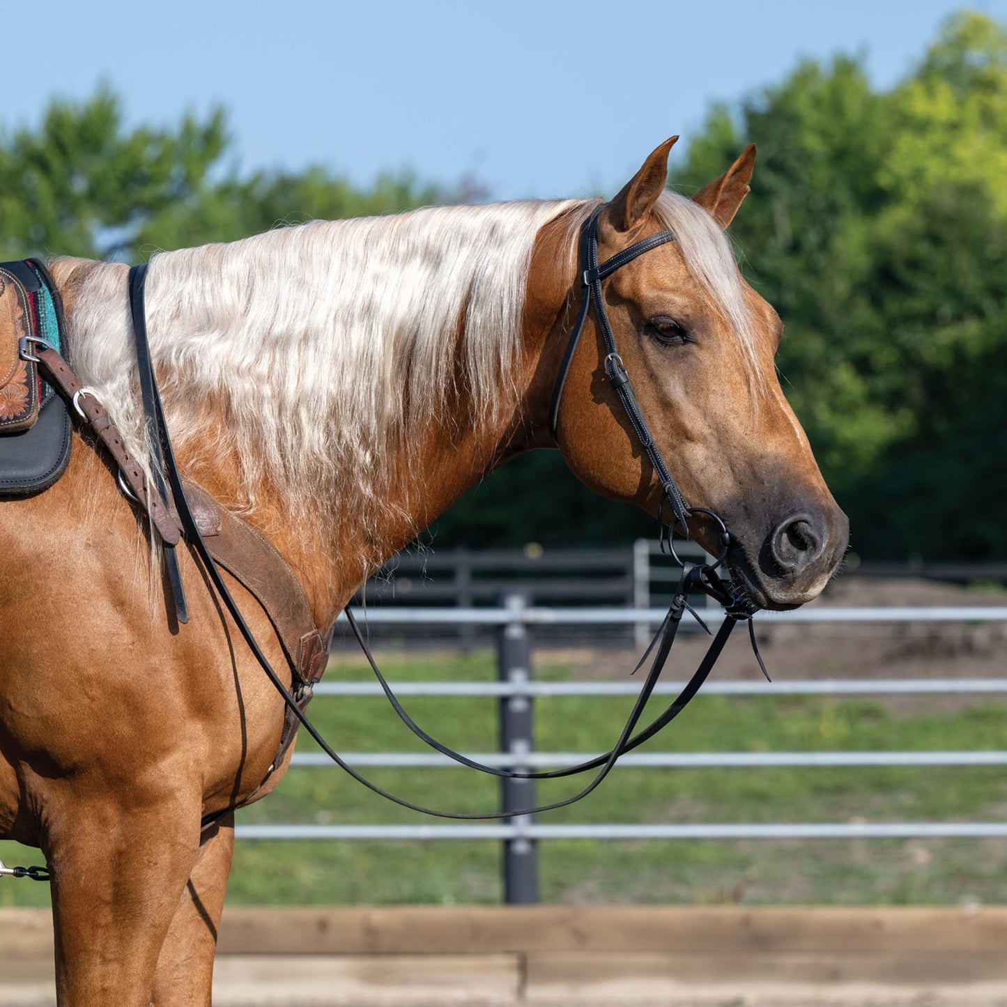 Weaver Leather Unisex Adult Straight Browband Headstall, Black, Horse US