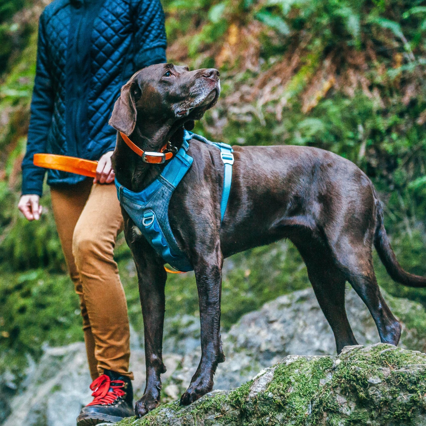 Kurgo Dog Harness for Medium, & Small Active Dogs, Pet Hiking Harness for Running & Walking, Everyday Harnesses for Pets, Reflective, Journey Air, Red/Grey 2018, Large