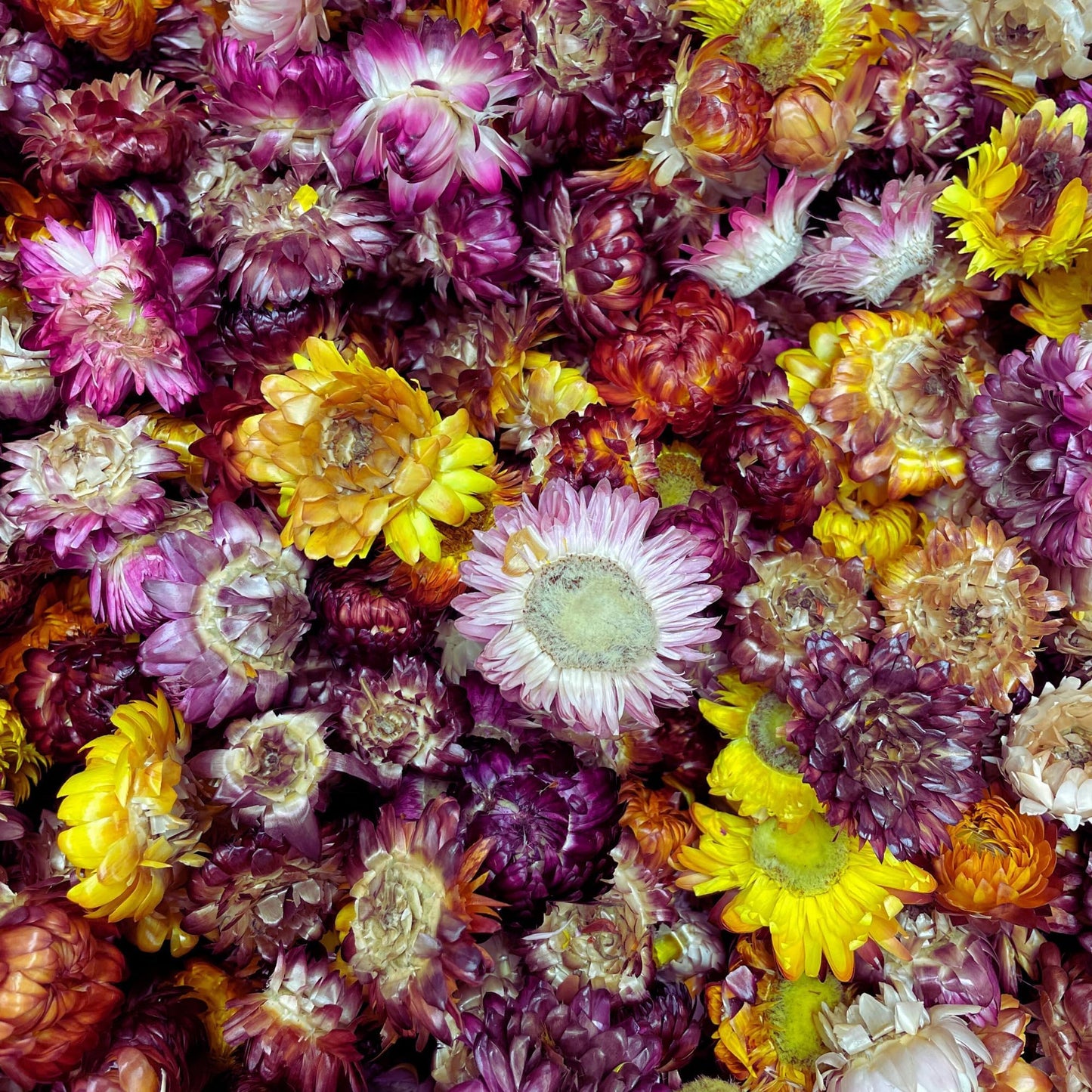 Edible Dried Mixed Flowers | 100% Natural & Edible | 50+ Flowers | Flowers for Garnishing Cocktails, Cake Decoration, Tea Infusions | 50G,1.76 Oz| Chrysanthemum Flowers | PETJar | Drink Botanicals