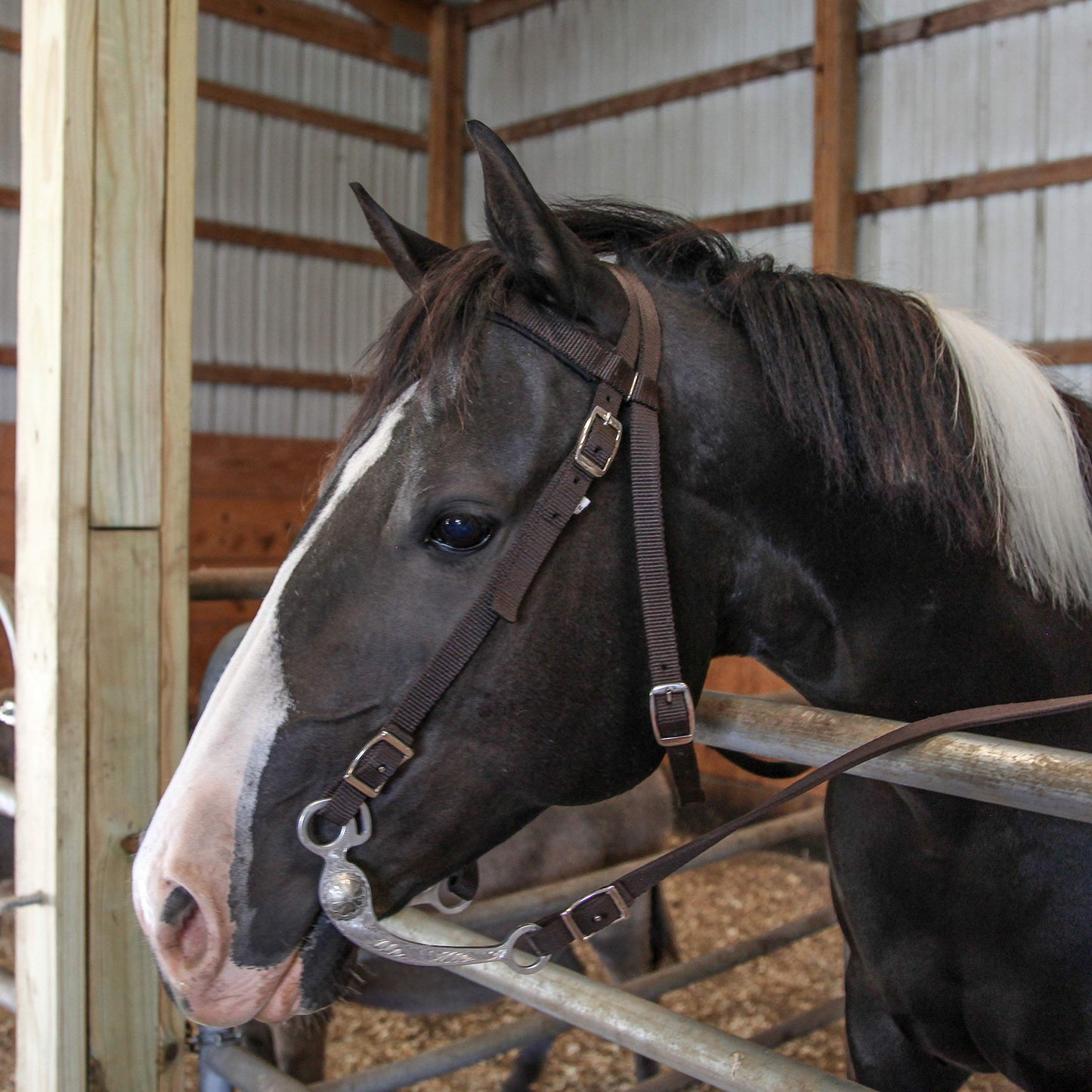 Majestic Ally Horse Headstall with Reins, Nylon Padded Browband, Multiple Colors (Turquoise, Cob)