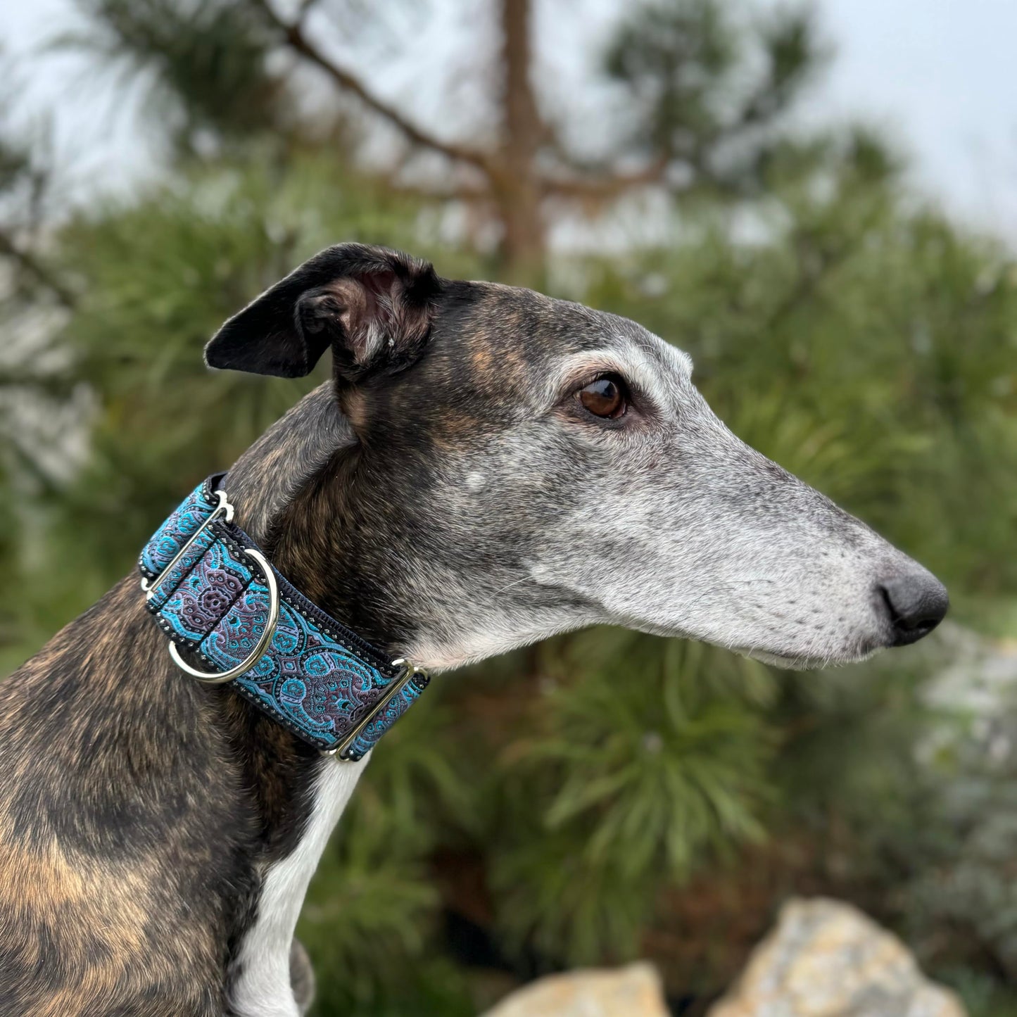 Martingale Dog Collar for Greyhound Saluki Whippet and Other Breeds with Similar Neck 2" Wide (14"-18")