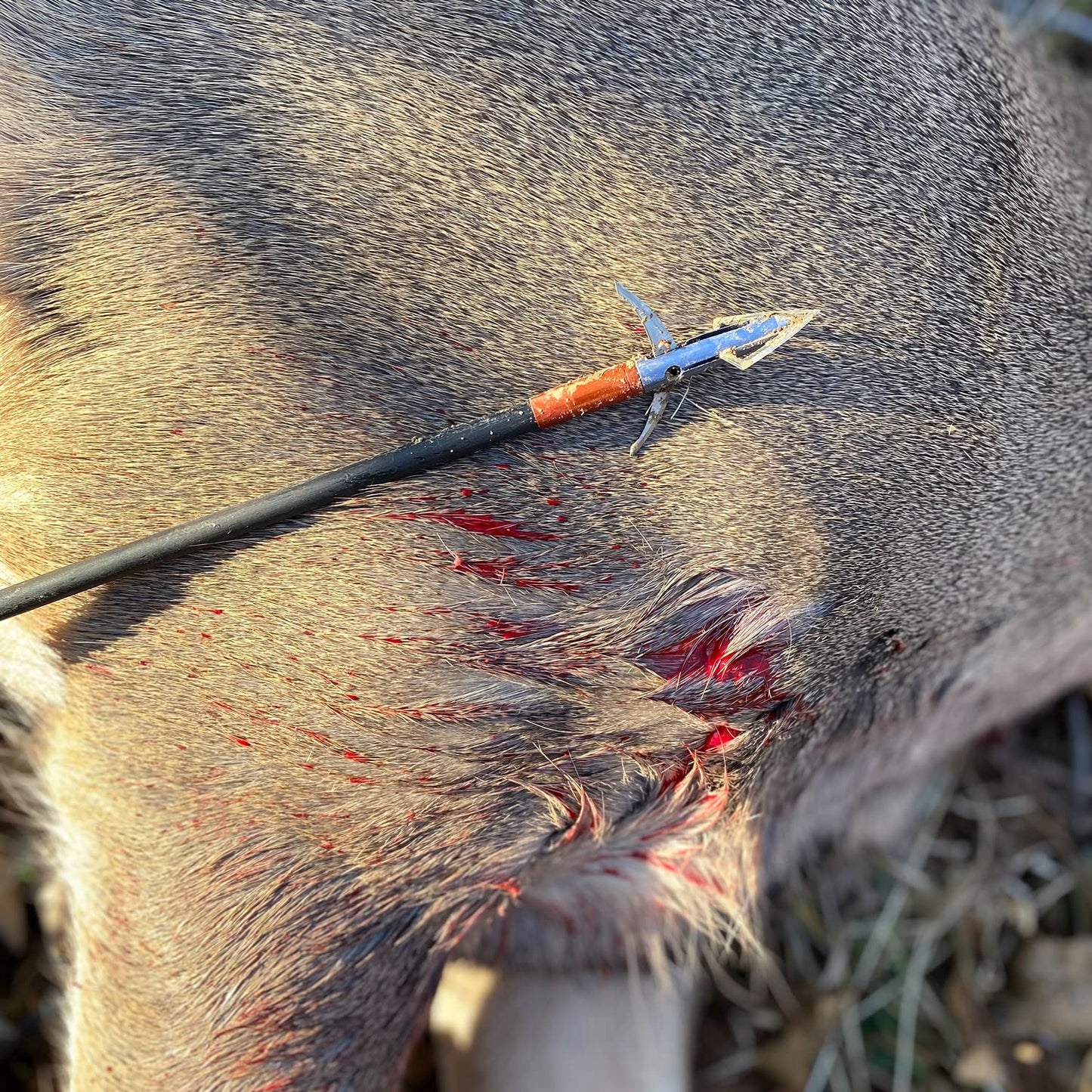 Bloodsport Grave Digger Mechanical Broadhead 100 Grain Aluminum and Steel.