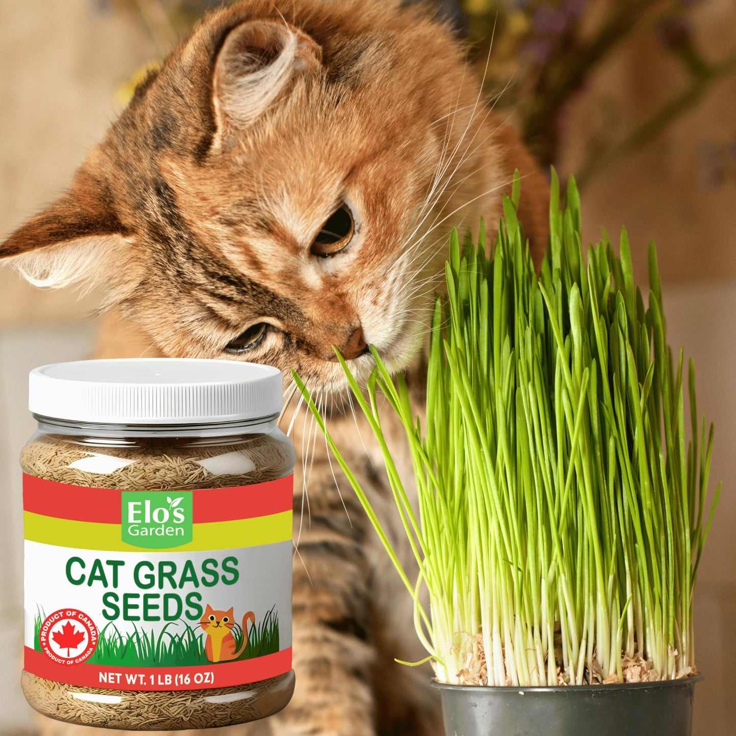Cat Grass Seeds 1lb – 100% Natural and Easy-to-Grow Wheatgrass Blend for Cats’ Digestion and Indoor Gardening by ELO’S Garden