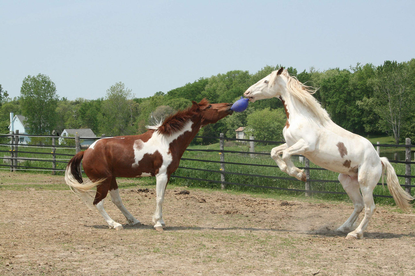 Jolly Pets 10-Inch Horse Jolly Ball, Blue