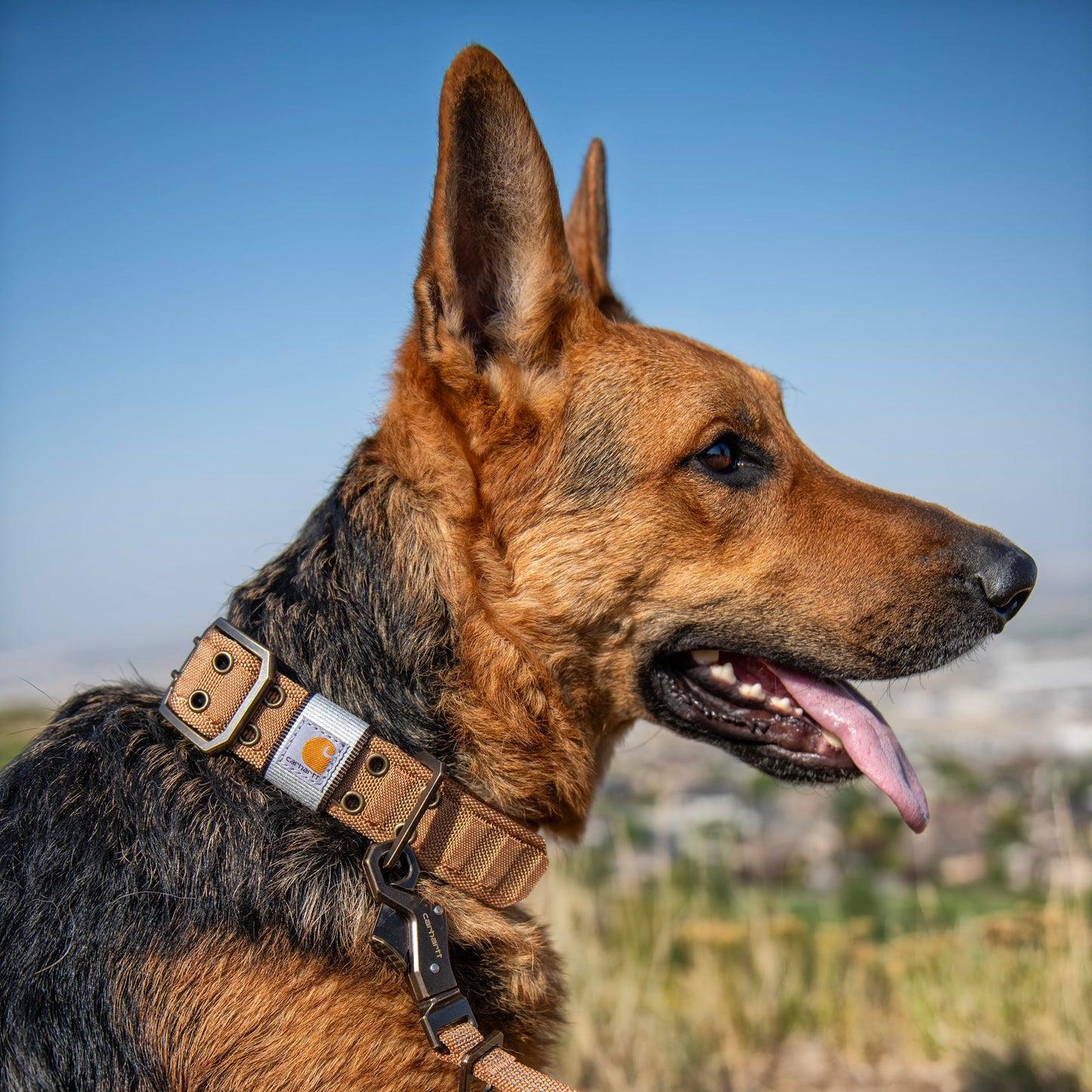 Carhartt Pet Fully Adjustable Wide Webbing Collar for Dogs, Heavy Duty Nylon for Walking & Training, Deep Wine, Medium