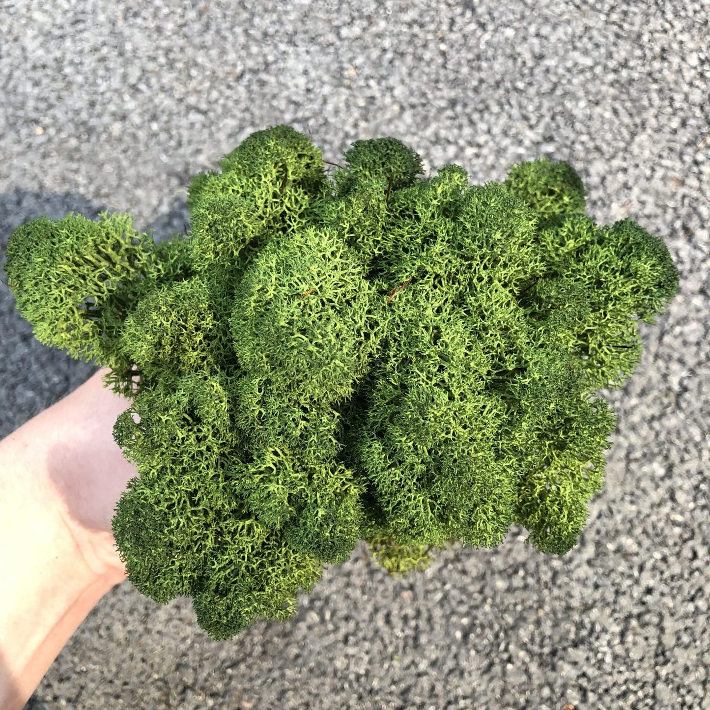 Preserved Reindeer Moss Natural Green DIY Kit Terrariums Gardenning Art Wall Decor Florist Decor Easter Table Decor Wedding Decor (0.85lb)(Green-06)