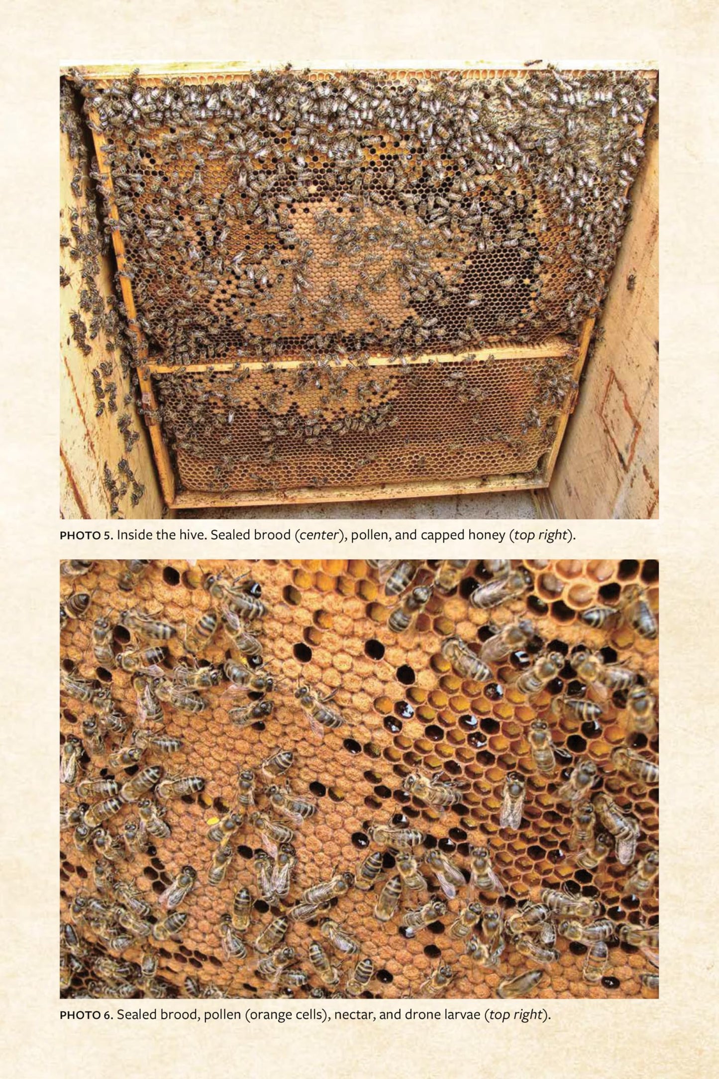 Keeping Bees with a Smile: Principles and Practice of Natural Beekeeping