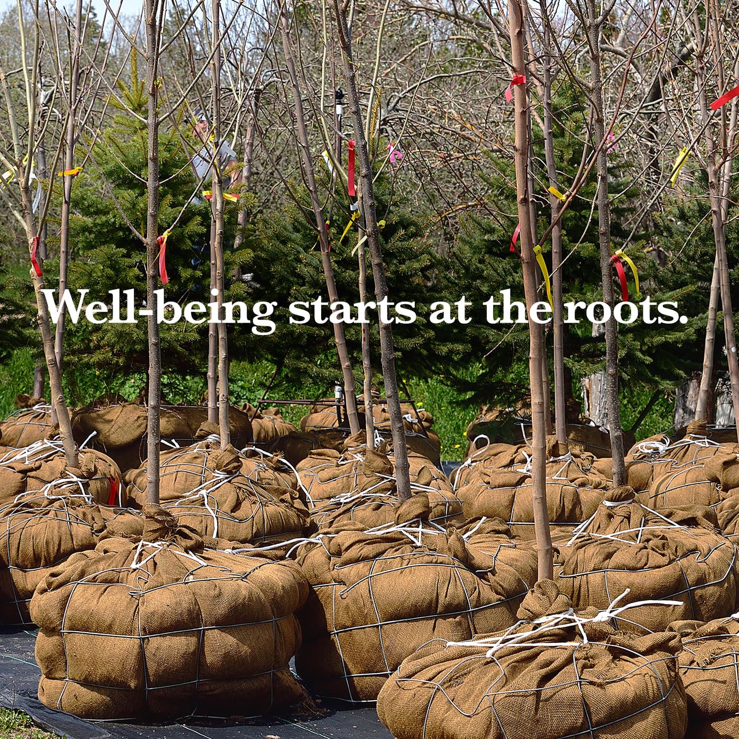 Burloptuous 60" x 16 Feet Gardening Burlap Fabric Roll - Tree Wrap, Weed Barrier, Erosion Control, Aisle Runner, Multipurpose Natural Fabric, High Density Jute Fiber Material