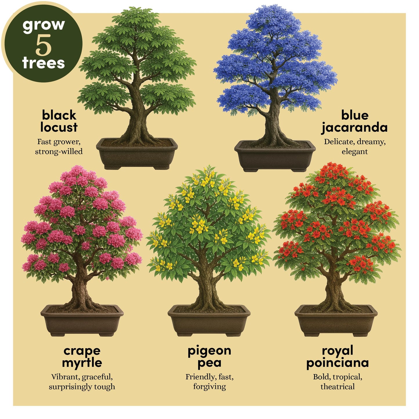 Planter's Choice Bonsai Tree Starter Kit - Unique Gifts for Women, Men - Gifts for Adults - Indoor Live House Plants - DIY Crafts for Adults Craft Kits - Hobby Gift for Gardening Lovers