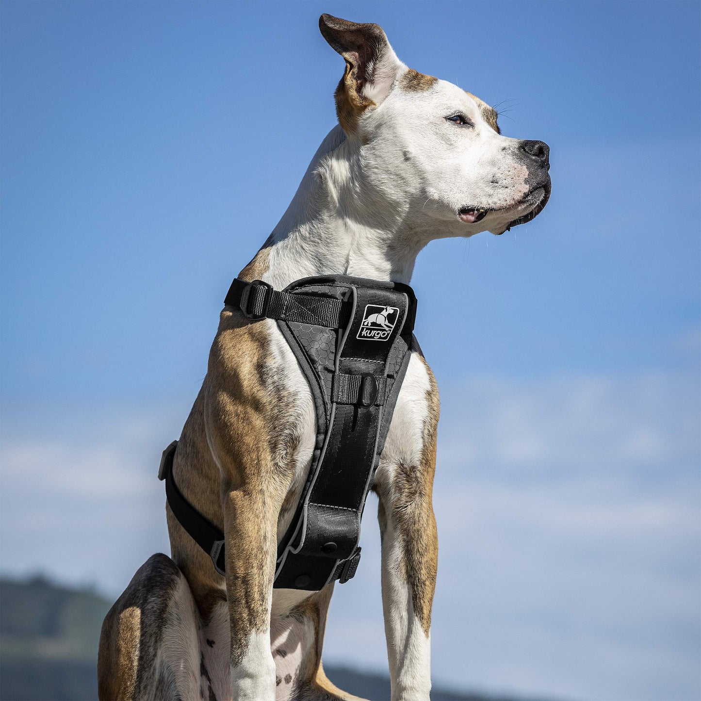 Kurgo Tru-Fit(TM) Smart Dog Harness, Black, Extra Small