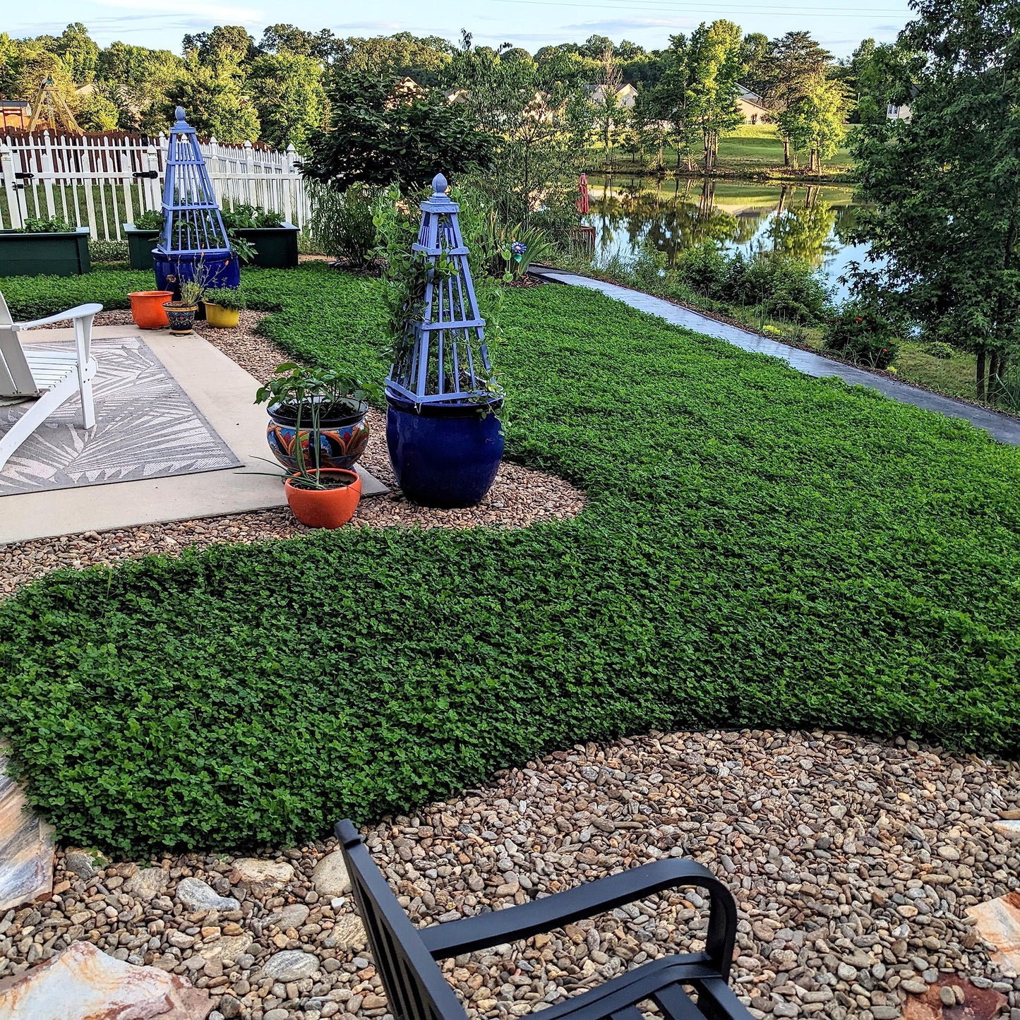 Outsidepride Perennial White MiniClover Seed - 1 lb. Dwarf, Small-Leaved, Drought & Wear-Tolerant Micro Clover Seeds for Lawn, Ideal Low-Maintenance & Easy to Grow Ground Cover Seeds for Home Yard